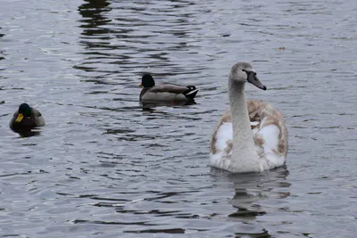 DSC_0522 (Large).JPG